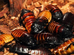 Dinosaurus Punah Karena Asteroid, Kenapa Kecoa Tidak? Ini Kata Peneliti