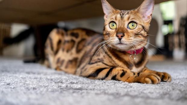 kucing bengal