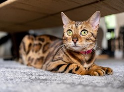 Animal Defender Sebut Ada Intimidasi ke Pemilik Kucing Dianiaya di Bogor