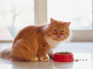 Arti 7 Jenis Suara Kucing yang Nggak Cuma Mengeong Arti 7 Jenis Suara Kucing yang Nggak Cuma Mengeong