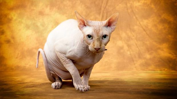 kucing sphynx
