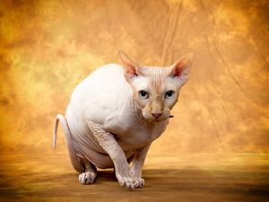 Ternyata Ini Penyebab Kucing Sphynx Tidak Memiliki Bulu
