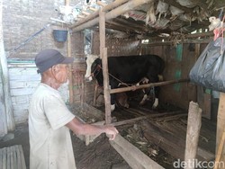 4 Pencuri Terekam CCTV Gondol Sapi Seharga Rp 15 Juta di Probolinggo