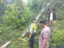 Pohon Tumbang di Ngawi Tewaskan Seorang Petani