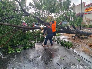 Angin Kencang Tumbangkan Dua Pohon Besar di Lamongan, Lalin Sempat Macet