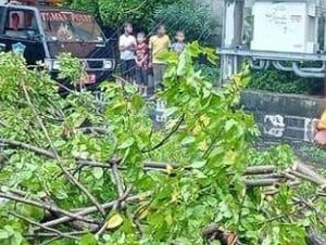 Awas! Ada Pohon Tumbang di Depan SPBU Margomulyo