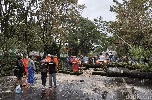 Hujan Angin Terjang Ciamis, Belasan Pohon Tumbang Timpa Kendaraan! Hujan Angin Terjang Ciamis, Belasan Pohon Tumbang Timpa Kendaraan!
