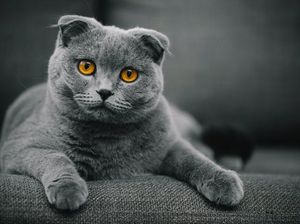 10 Ras Kucing Abu-abu yang Bagus, Unik, dan Paling Populer 10 Ras Kucing Abu-abu yang Bagus, Unik, dan Paling Populer