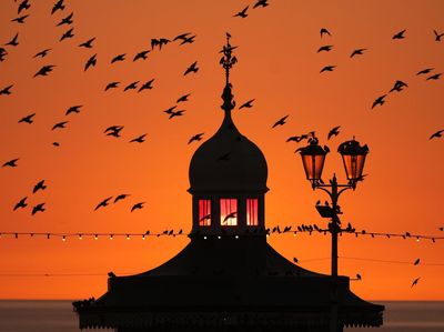 Siluet Alam di Penghujung Petang