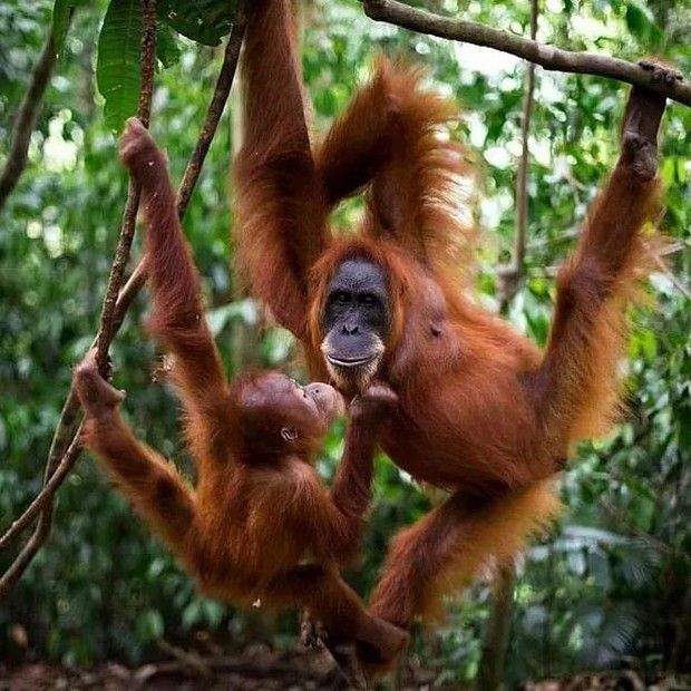 Wisata alam seru di Langkat