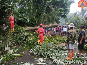 Cuaca Ekstrem di Sleman, Pohon Tumbang Timpa Gedung-Tutup Jalan