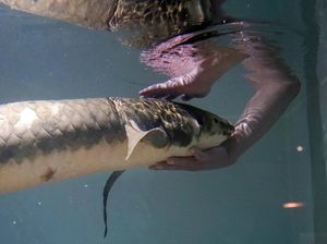 Kenalkan, Ini Methuselah, Ikan Akuarium Tertua di Dunia!