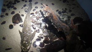 Wajah Methuselah, Ikan Akuarium Tertua yang Masih Hidup