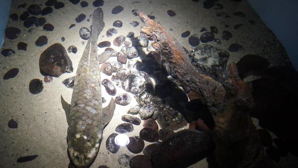 Wajah Methuselah, Ikan Akuarium Tertua yang Masih Hidup