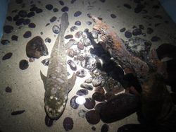 Wujud Ikan Purba Methuselah yang Diperkirakan Berusia 90 Tahun