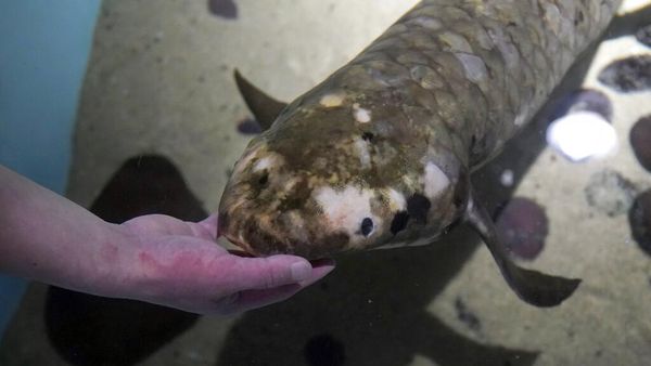 Potret Ikan Akuarium Tertua di Dunia!