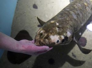 Potret Ikan Akuarium Tertua di Dunia!