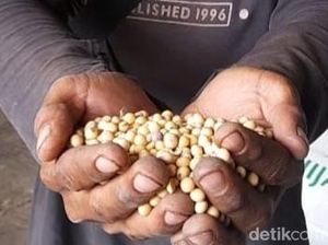 Dulu Swasembada, Sejak Kapan RI Mulai Doyan Impor Kedelai? Dulu Swasembada, Sejak Kapan RI Mulai Doyan Impor Kedelai?