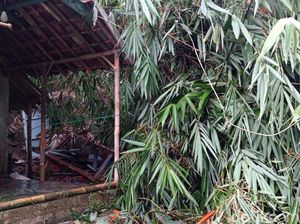 Rumpun Pohon Bambu Tumbang-Timpa Tiga Rumah di Tasikmalaya