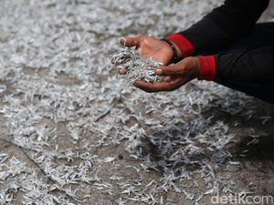 Pakar Unair Tak Sarankan Warga +62 Makan Ikan Teri Mentah, Ternyata Ini Alasannya
