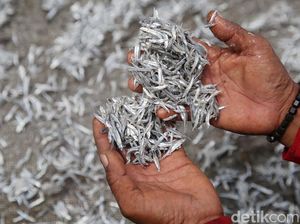 Melihat Produksi Ikan Teri di Pulau Kelapa