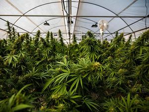 9 Penyakit yang Bisa Diobati dengan Ganja Medis