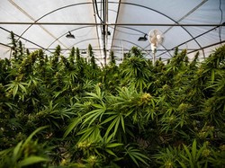 9 Penyakit yang Bisa Diobati dengan Ganja Medis