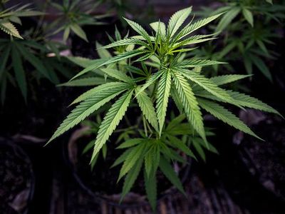 Pertama di ASEAN, Thailand Bolehkan Warga Tanam Ganja di Rumah