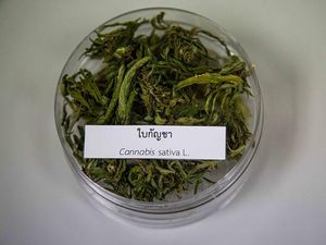 Sawadikap! Thailand Akan Legalkan Ganja Bulan Juni
