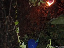 Kakek di Lamongan Nyaris Tewas Usai Disengat Tawon Vespa