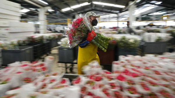 Pasok Hari Valentine, Petani Bunga di Kolombia Mulai Banjir Pesanan