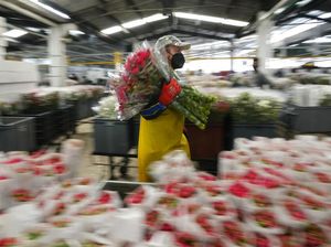 Pasok Hari Valentine, Petani Bunga di Kolombia Mulai Banjir Pesanan