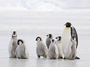 Cerita Penguin Sesama Jenis Menetaskan Telur di New York Cerita Penguin Sesama Jenis Menetaskan Telur di New York
