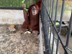 Kasus 7 Satwa Dilindungi Dipelihara Bupati Langkat Naik ke Penyidikan