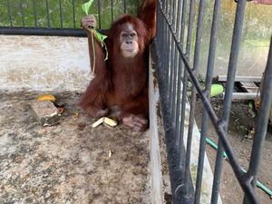 Kasus 7 Satwa Dilindungi Dipelihara Bupati Langkat Naik ke Penyidikan Kasus 7 Satwa Dilindungi Dipelihara Bupati Langkat Naik ke Penyidikan