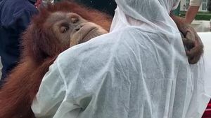 Potret Pelukan Orang Utan Saat Dievakuasi dari Rumah Bupati Langkat