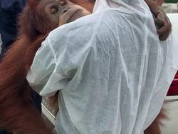 Potret Pelukan Orang Utan Saat Dievakuasi dari Rumah Bupati Langkat