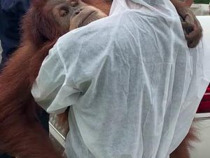 Potret Pelukan Orang Utan Saat Dievakuasi dari Rumah Bupati Langkat Potret Pelukan Orang Utan Saat Dievakuasi dari Rumah Bupati Langkat