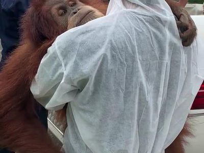 Potret Pelukan Orang Utan Saat Dievakuasi dari Rumah Bupati Langkat