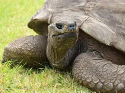 Kenalkan Namanya Jonathan, Kura-kura Paling Tua di Dunia