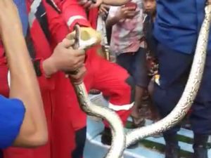 Musim Kawin Ular, Dua Ekor Sanca Dua Kali Gegerkan Warga di Makassar