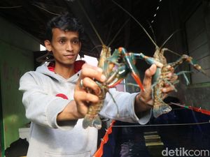 Cerita Pemuda Kudus Rintis Budi Daya Lobster Air Tawar, Katanya Mudah-Murah Cerita Pemuda Kudus Rintis Budi Daya Lobster Air Tawar, Katanya Mudah-Murah