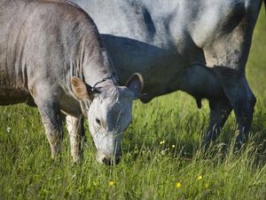 Konsumsi Sapi Mati, 10 Orang di Gunungkidul Alami Gejala Mirip Antraks