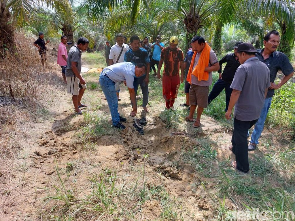 Petani Sawit di Riau Tewas Mengenaskan Diinjak Gajah