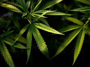 Gitaris R Ditangkap dengan Barang Bukti Ganja 8 Gram