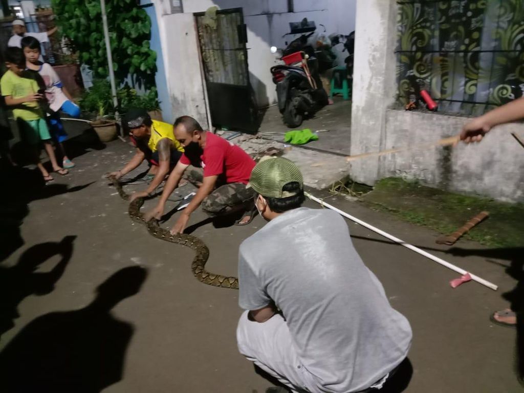 Warga Ciputat Digegerkan Temuan Ular Piton 3 Meter di Selokan Perumahan