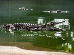 Detik-detik Bocah 12 Tahun Diseret Buaya Ukuran 4 Meter dan Selamat