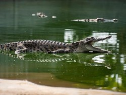 Detik-detik Bocah 12 Tahun Diseret Buaya Ukuran 4 Meter dan Selamat