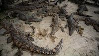 Daging Buaya Laris Manis di Thailand, Begini Lho Peternakannya