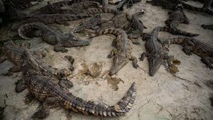 Daging Buaya Laris Manis di Thailand, Begini Lho Peternakannya